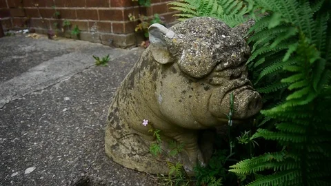 Stone pig Stock Footage 112695970