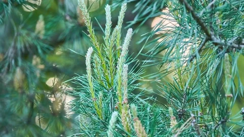The stone pine, botanical name Pinus pinea, also known as the Italian stone p 스톡 동영상 167181644