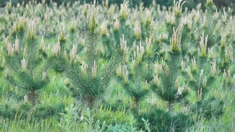 Stone pine, botanical name Pinus pinea, Italian stone, umbrella and parasol p Stock Footage 194812468