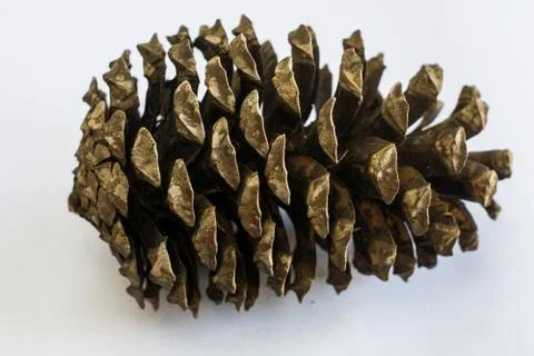 Stone pine cone on a white background Stock Photos