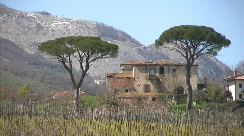 Stone pine  Stock Footage 660991