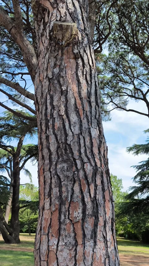 A stone pine Video stock 315479476