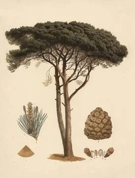 Stone pine, Pinus pinea, also known as the umbrella pine or Mediterranean pine, Stock Illustration