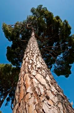 Stone Pine (Pinus pinea) Stock Photos