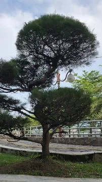 A stone pine tree with branches cut into a round shape in a garden Foto stock