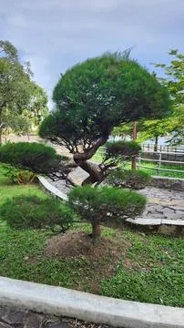 A stone pine tree with branches cut into a round shape in a garden Stock Photos