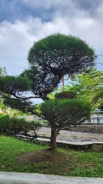 A stone pine tree with branches cut into a round shape in a garden Stock Photos
