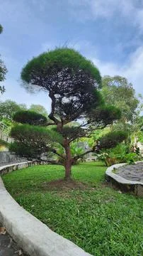 A stone pine tree with branches cut into a round shape in a garden Stock Photos