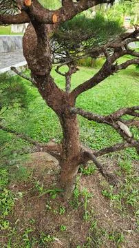 A stone pine tree with branches cut into a round shape in a garden Stock Photos