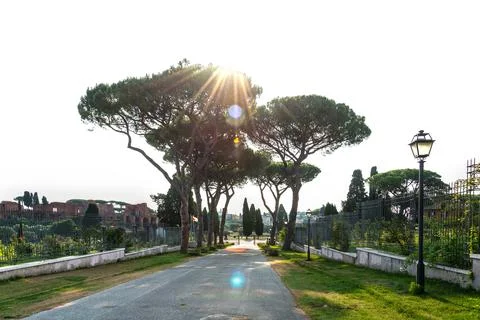 Stone pine tree in the morning by Circus Maximus. Pinus Pinea Stock Photos