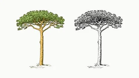 Stone pine tree in vintage style. The national symbol of Greece. Hand drawn Stock Illustration
