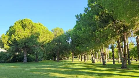 Stone pine trees Stock Photos