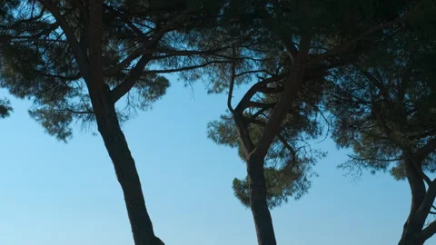 Stone pine trees revealing a hazy tuscan landscape Stock Footage 323280014