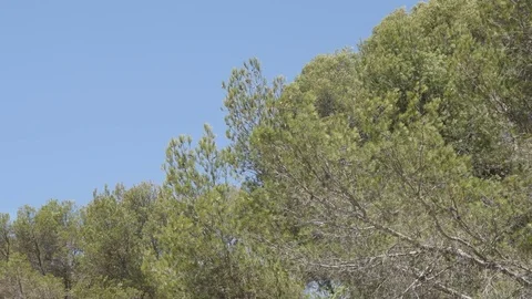 Stone pine trees in the row Stock Footage