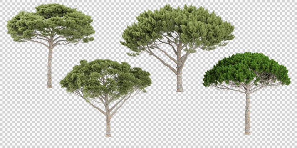 Stone pine trees with transparent background, 3D rendering, for illustratio.. Stock Photos