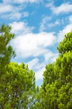 Stone pine treetops framing blue sky and clouds in a Mediterranean woodland Stock Photos