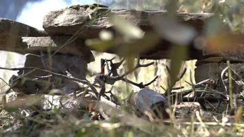 Stone Placed Over Campfire for Cooking Video stock 317884780
