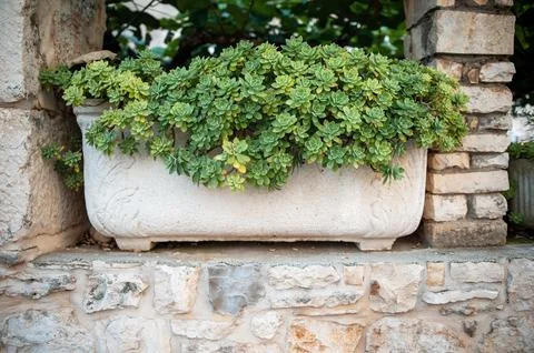 Stone Planter with Succulents Stock Photos