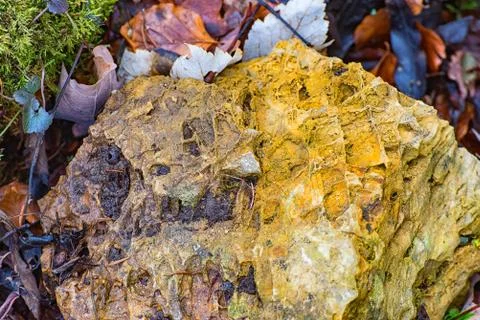 A stone with primitive imprints Stock Photos