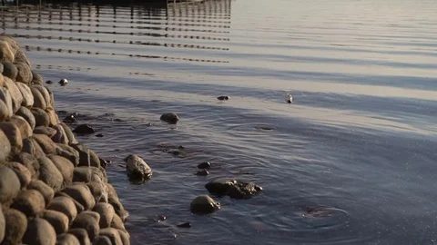 Stone river bank in the evening 库存影片 80313974