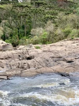 Stone riverbed with native forest Stock Photos