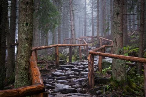 Stone road in the forest Stock Photos