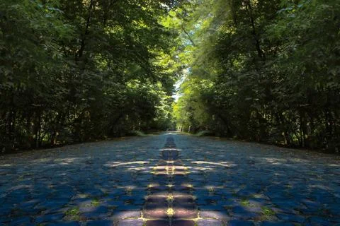 A stone road in the forest 写真素材