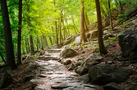 Stone road in the forest Stock Photos