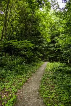 A stone road in the forest Stock Photos