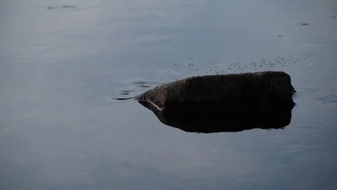 Stone Rock in River Water with Reflection - Loneliness Concept Stock Footage 81590660