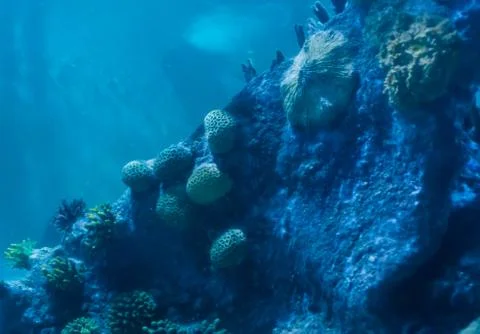 Stone rock wall full with different coral plants a underwater aquatic sea lan Stock Photos
