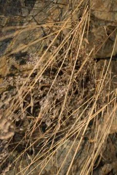 Stone rocks background Stock Photos