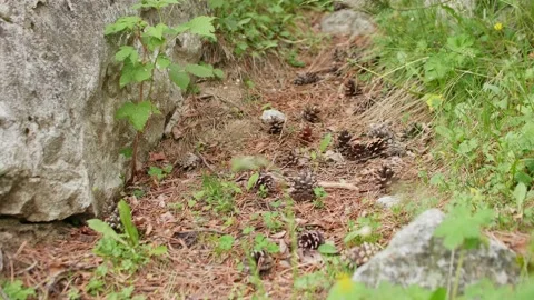 Stone rolling down the path in mountains. Nice russian nature Stock Footage 142286713