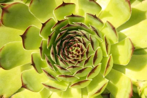 Stone rose Stock Photos