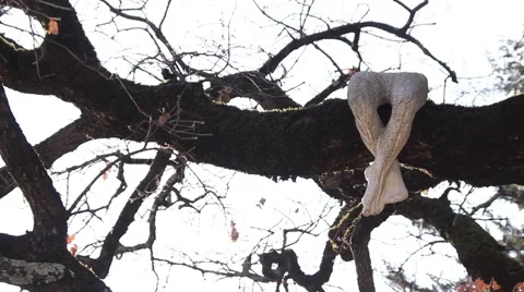 Stone sculpture on a tree Stock Footage 47149246
