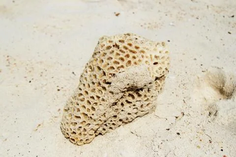 The stone from the seashells on the sand beach. Stock Photos