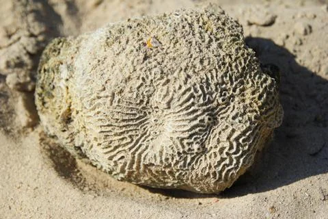 The stone from the seashells on the sand beach. Stock-Fotos