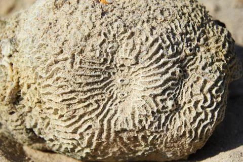 The stone from the seashells on the sand beach. Foto stock
