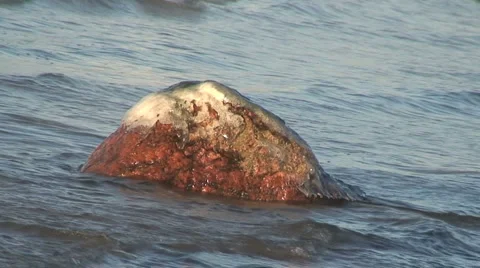 Stone in Shallow Ocean Vidéo 955085