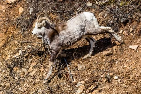 Stone Sheep ram walking down steep dirt slope in the remote Yukon Territory i Stock Photos