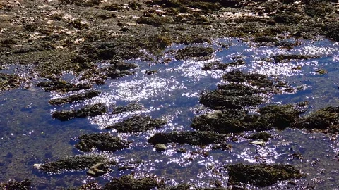 Stone shore at low tide, view of the shore covered with algae, Ireland Stock Footage 230166457
