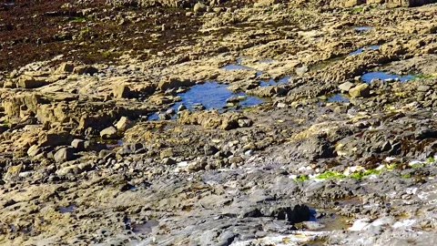 Stone shore at low tide, view of the shore covered with algae, Ireland Stock Footage 230166870
