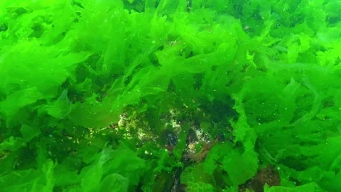 The stone shrimp Palaemon elegans swims above green algae Enteromorpha inte.. Stock Footage 326236781