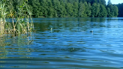 Stone skipping water Stock Footage 93547773
