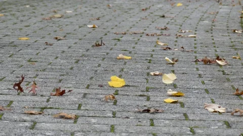 Stone slabs pedestrian path - autumn leaves are blown over it by the wind Stock Footage 141794128