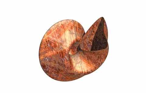 Stone spiral snail shells with structure Stock Illustration