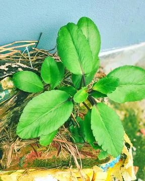 Stone-Sprout Leaf Growing on Sack Stock Photos