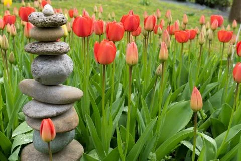 Stone stacking in a field of red and yellow tulips in private garden. Foto stock