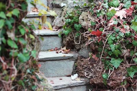 Stone stairs in the forest Stock-Fotos