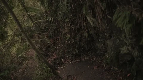 Stone Stairs in Mountain Forest Path With Slow Motion Water Drop - Tilt down Stock Footage 145887119